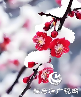 紅梅映雪盛世春