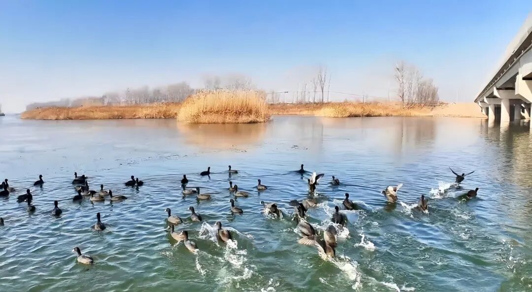 一河兩省三縣，彩禮最高6萬