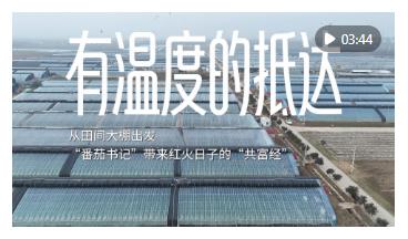 有溫度的抵達｜從田間大棚出發(fā)，“番茄書記”帶來紅火日子的“共富經(jīng)”
