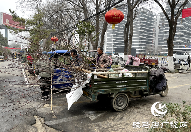 春染天中綠意濃 苗木市場購銷旺