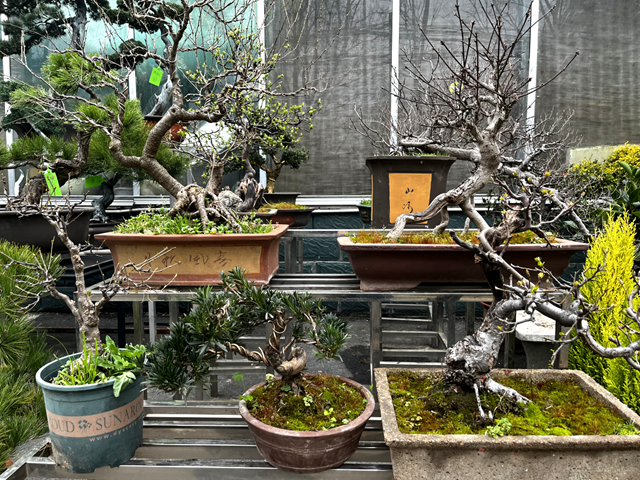 楊亞東：把平凡做成專業(yè) 盆景人生別有洞天