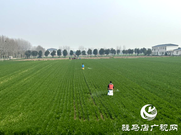 平輿縣射橋鎮(zhèn):搶抓農(nóng)時(shí)強(qiáng)春管 精管麥田保豐收