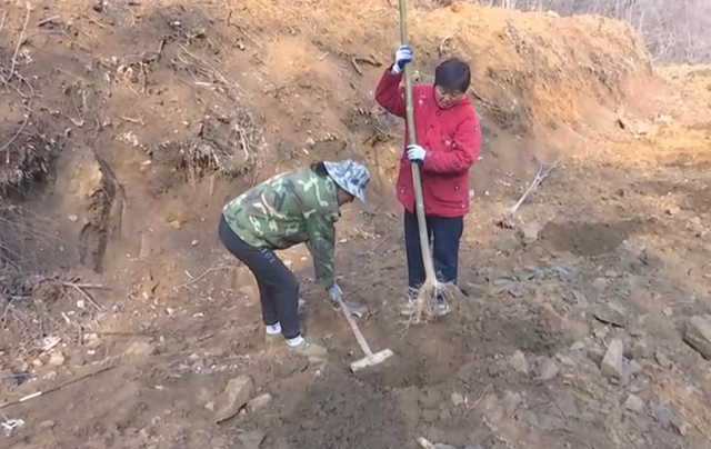 25年！確山七旬夫婦把3000畝荒山變綠嶺