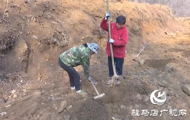 25年！確山七旬夫婦把3000畝荒山變綠嶺