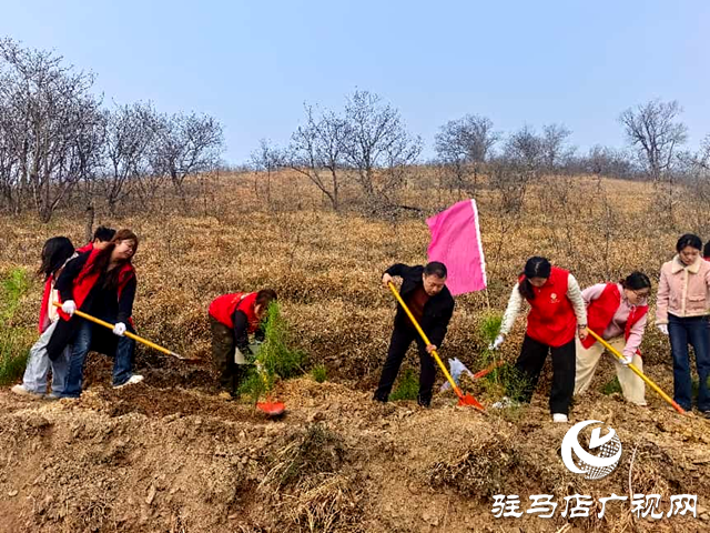 確山縣財政局：為生態(tài)建設(shè)添新綠