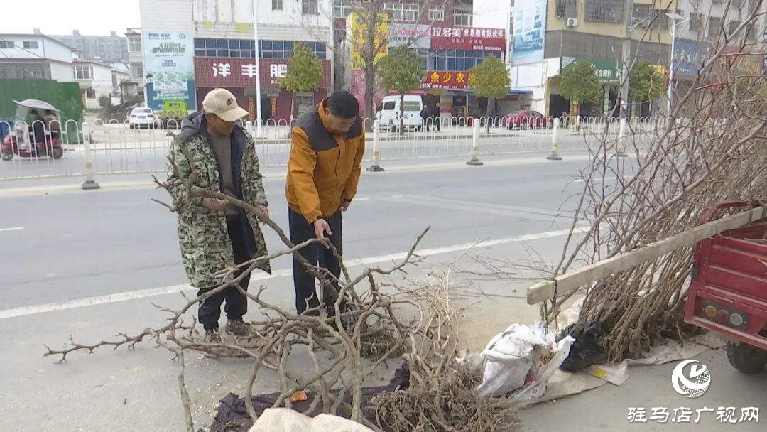 正陽縣苗木市場迎來購銷熱潮