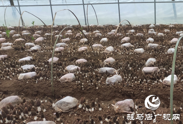 泌陽(yáng)縣銅山鄉(xiāng)：小小羊肚菌 富民大產(chǎn)業(yè)