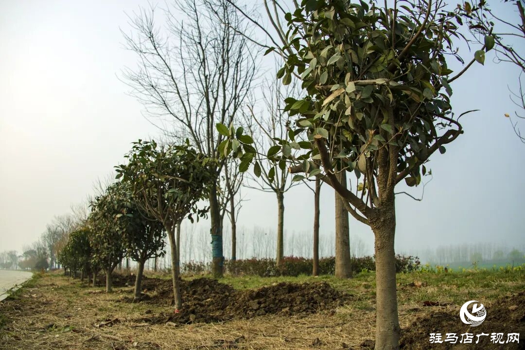 正陽(yáng)縣清源街道：志愿紅輝映高速路?全員攜手植新綠