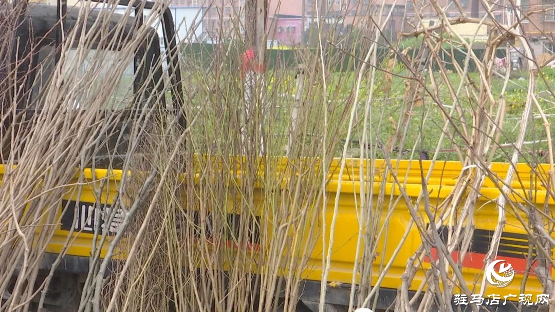 正陽縣苗木市場迎來購銷熱潮