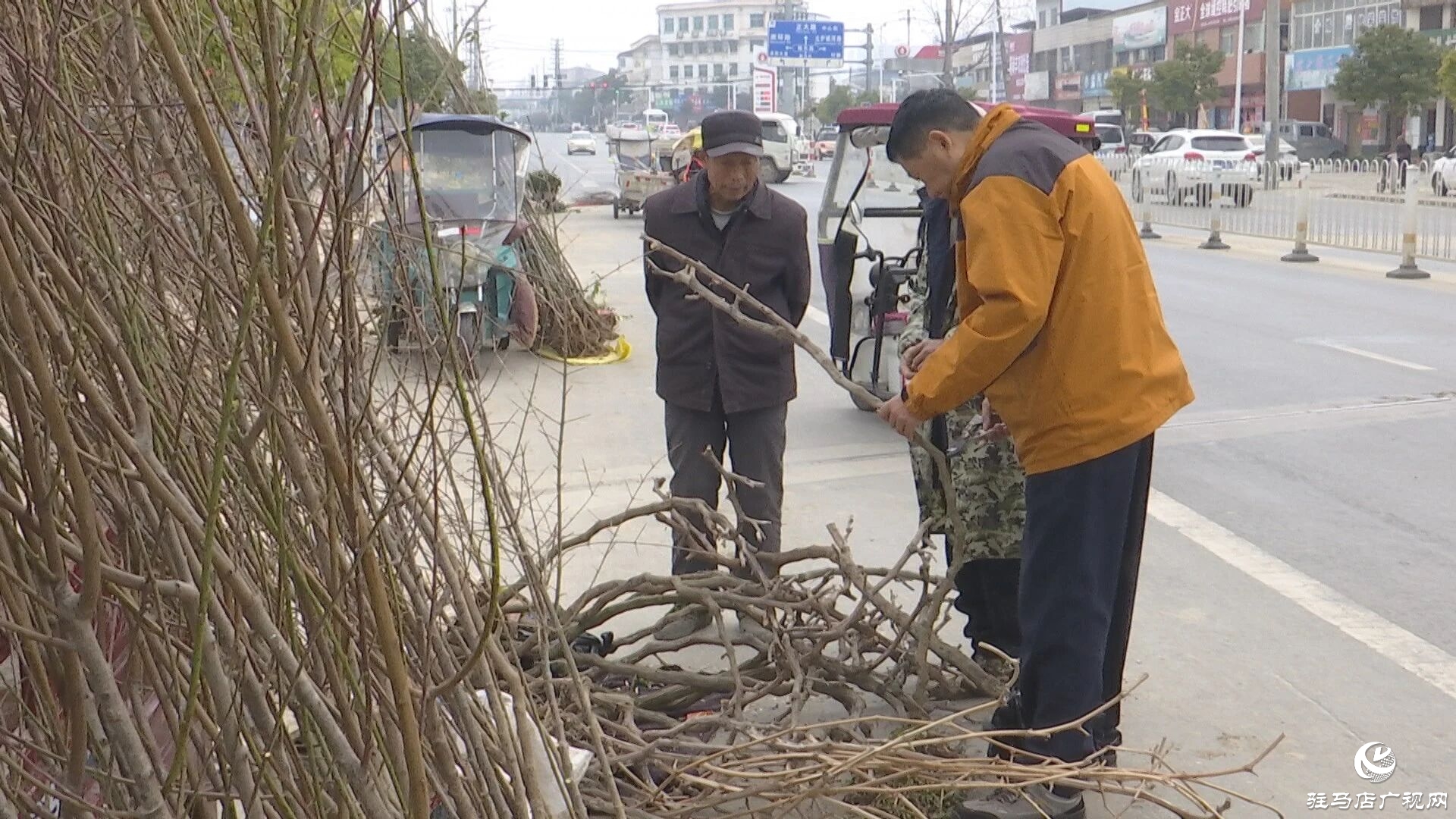 正陽縣苗木市場迎來購銷熱潮