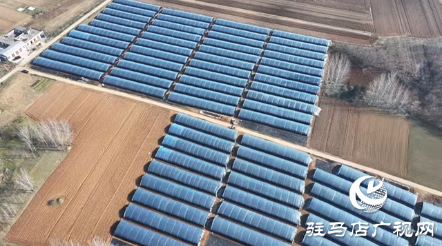 泌陽(yáng)縣銅山鄉(xiāng)：小小羊肚菌 富民大產(chǎn)業(yè)