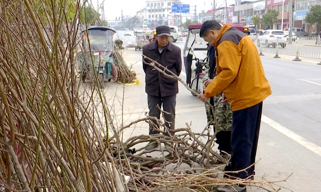 正陽(yáng)縣迎來(lái)春季苗木銷售旺季